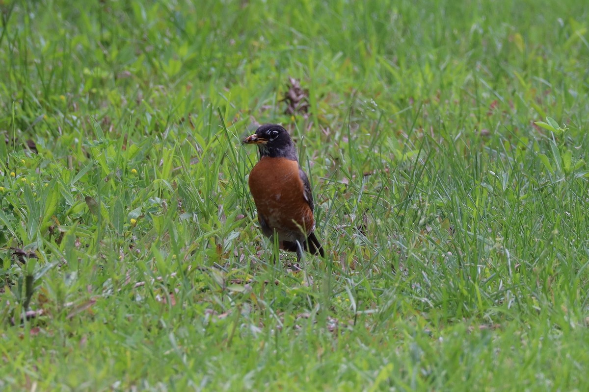 American Robin - ML620771528