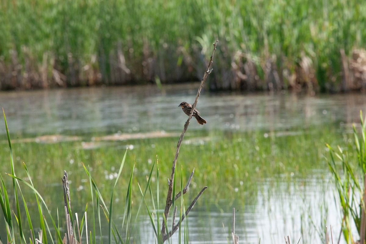 Red-winged Blackbird - ML620771530