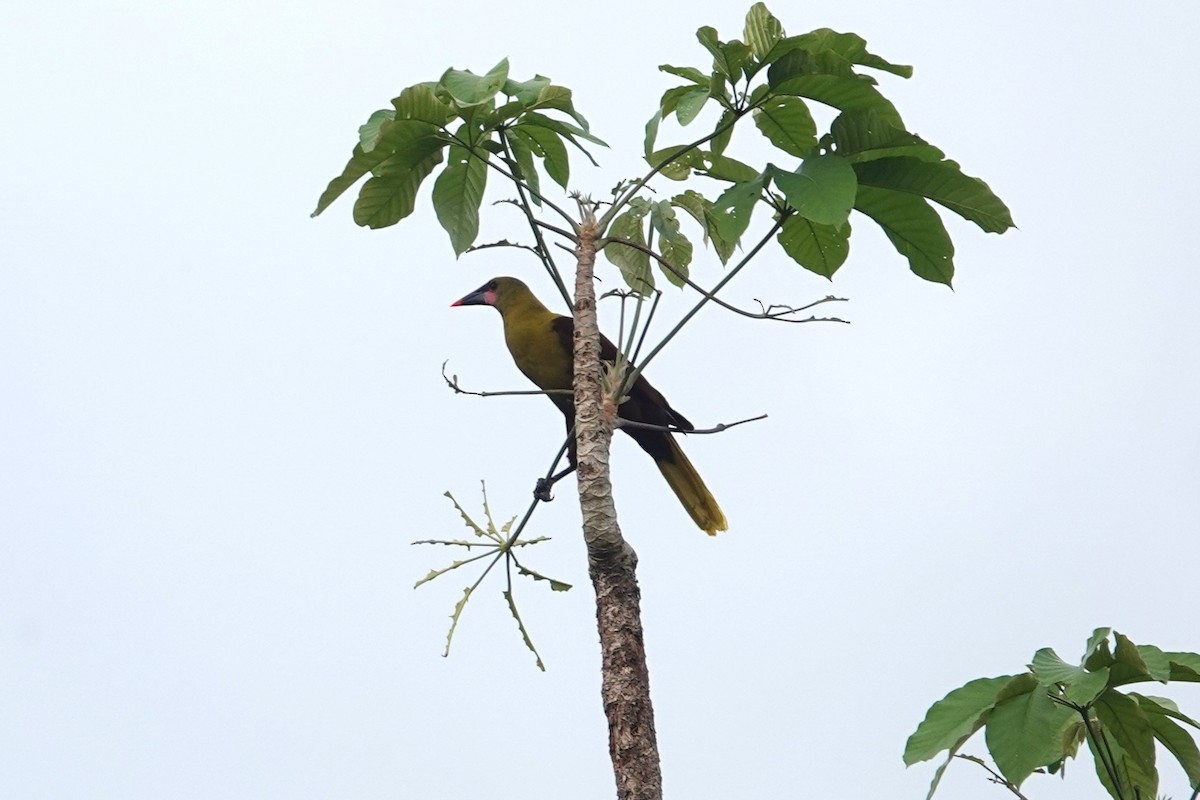 Olive Oropendola - Toby Holmes