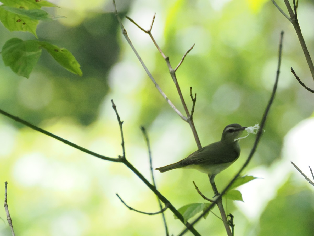 rødøyevireo - ML620771536