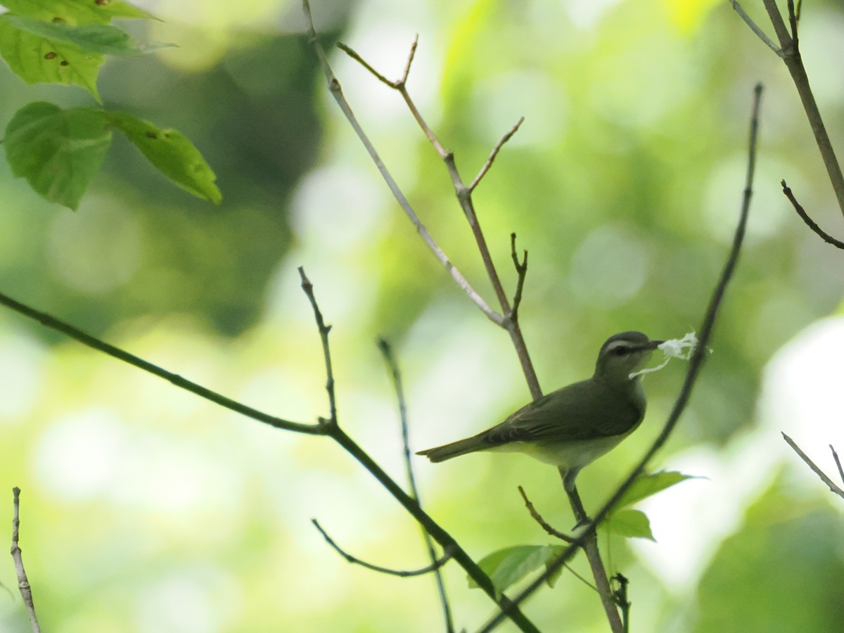 Kızıl Gözlü Vireo - ML620771536