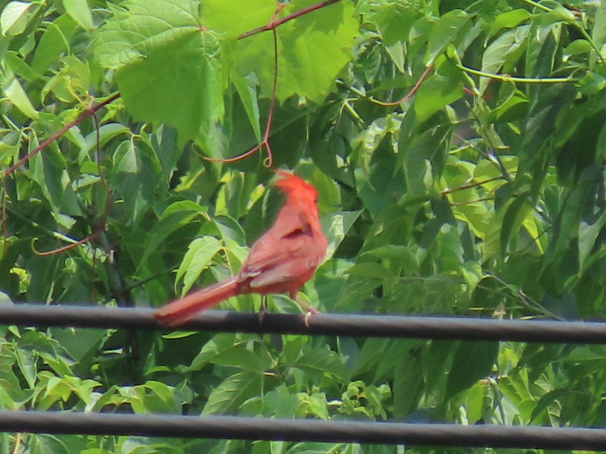 Northern Cardinal - ML620771538