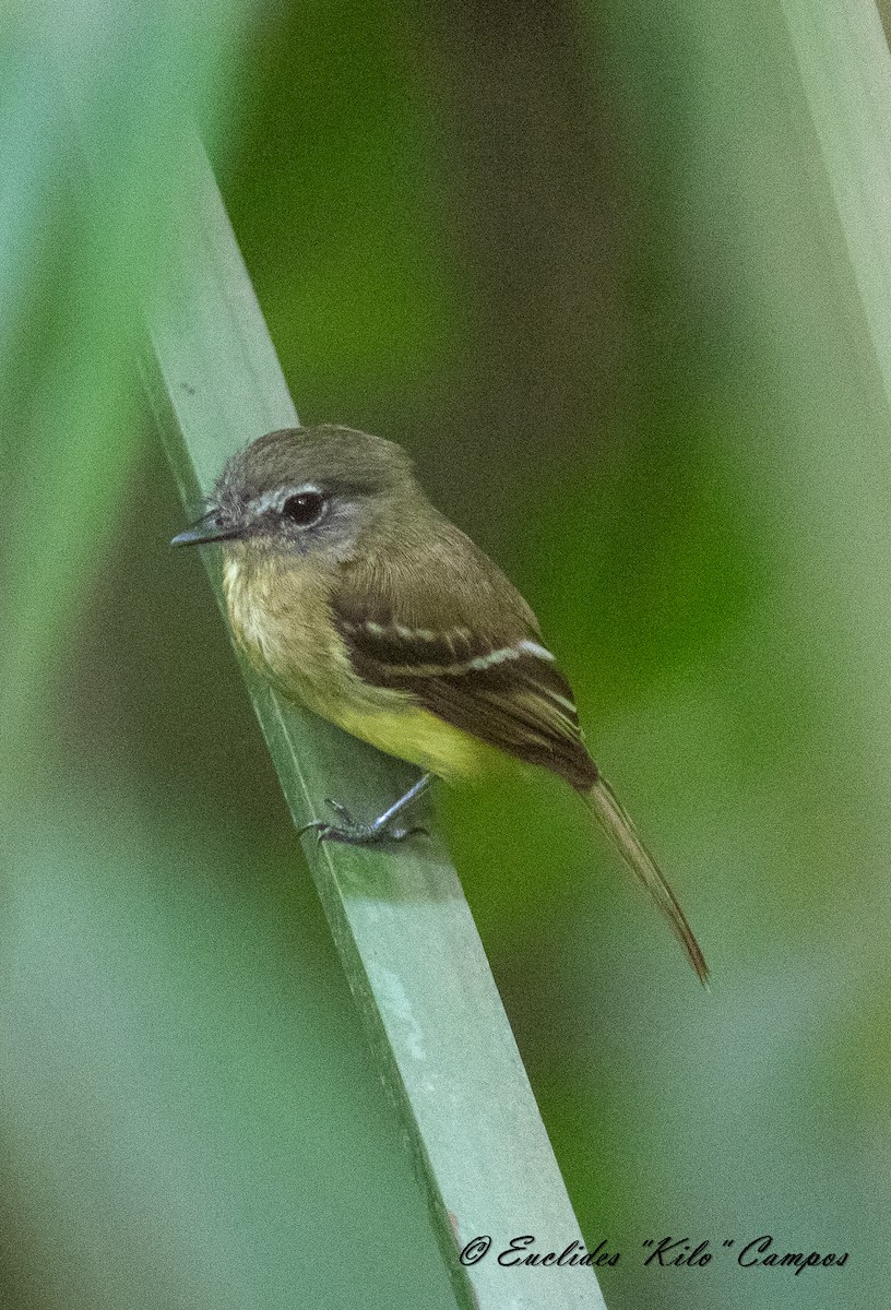 Black-billed Flycatcher - Euclides "Kilo" Campos