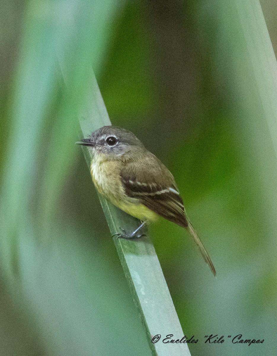 Black-billed Flycatcher - ML620771549