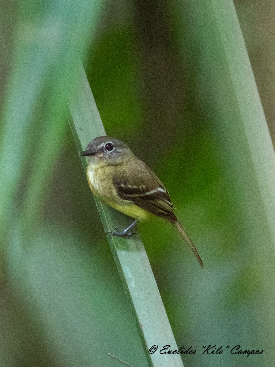 Black-billed Flycatcher - ML620771550