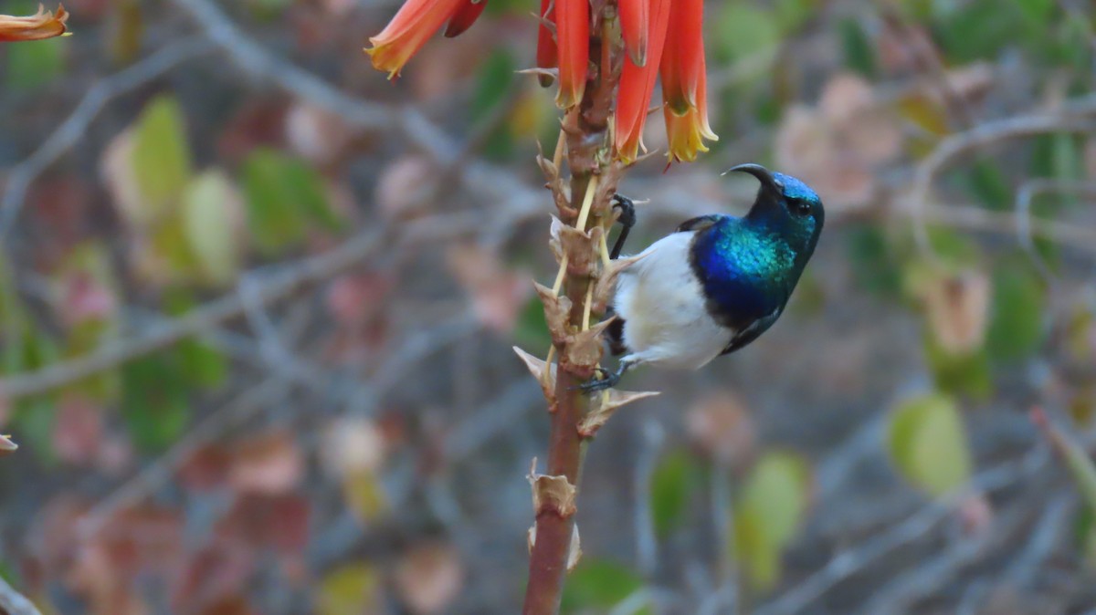 White-breasted Sunbird - ML620771552