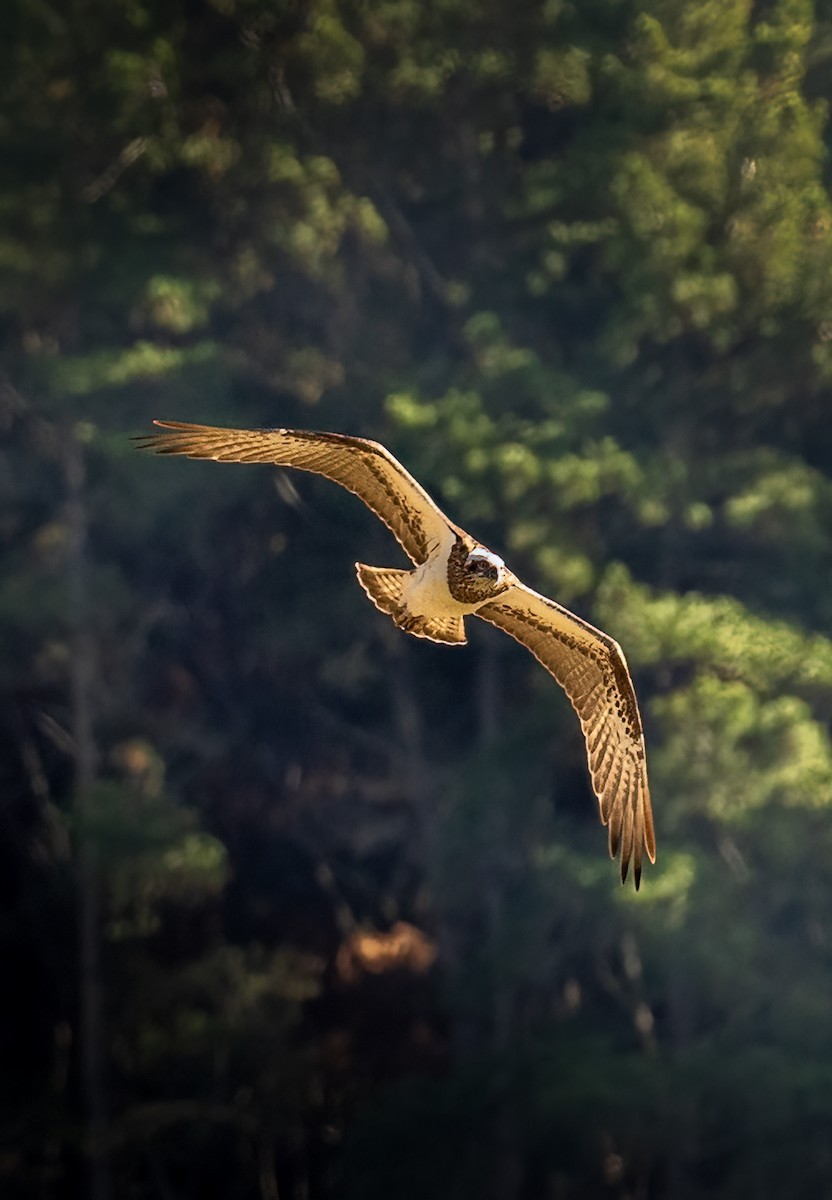 Arrano arrantzalea - ML620771554