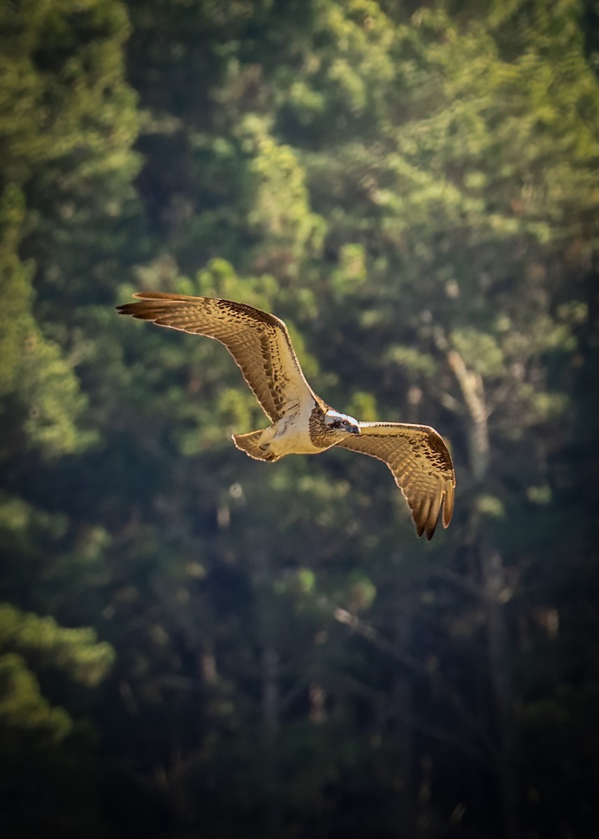 Arrano arrantzalea - ML620771555