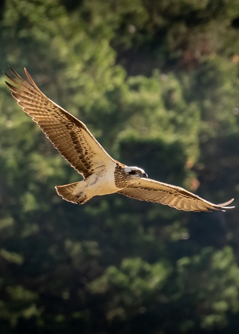 Arrano arrantzalea - ML620771556