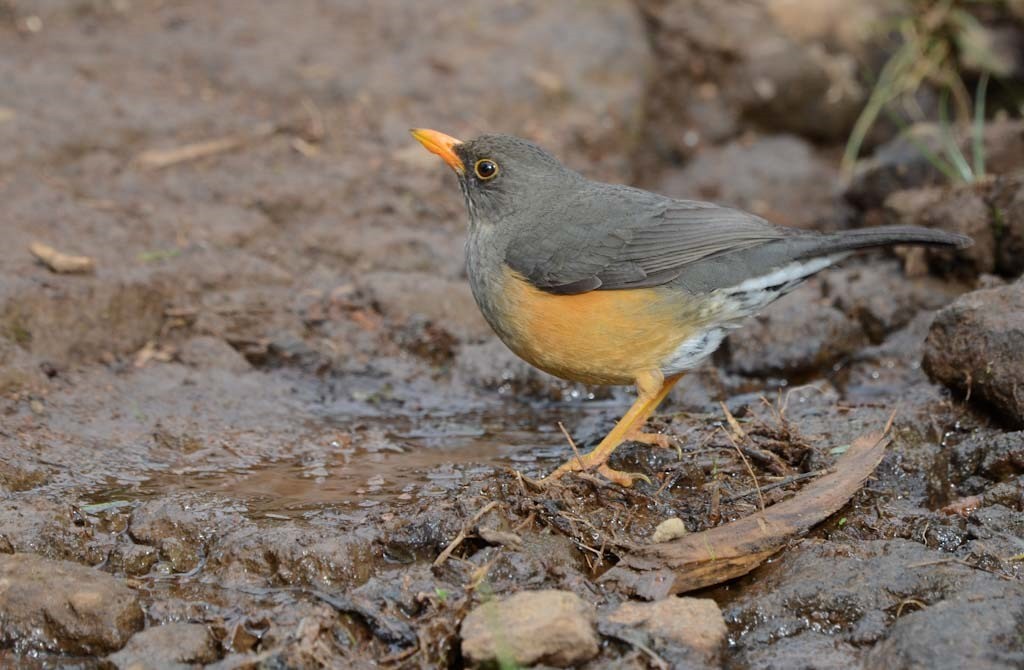 Abyssinian Thrush - ML620771570