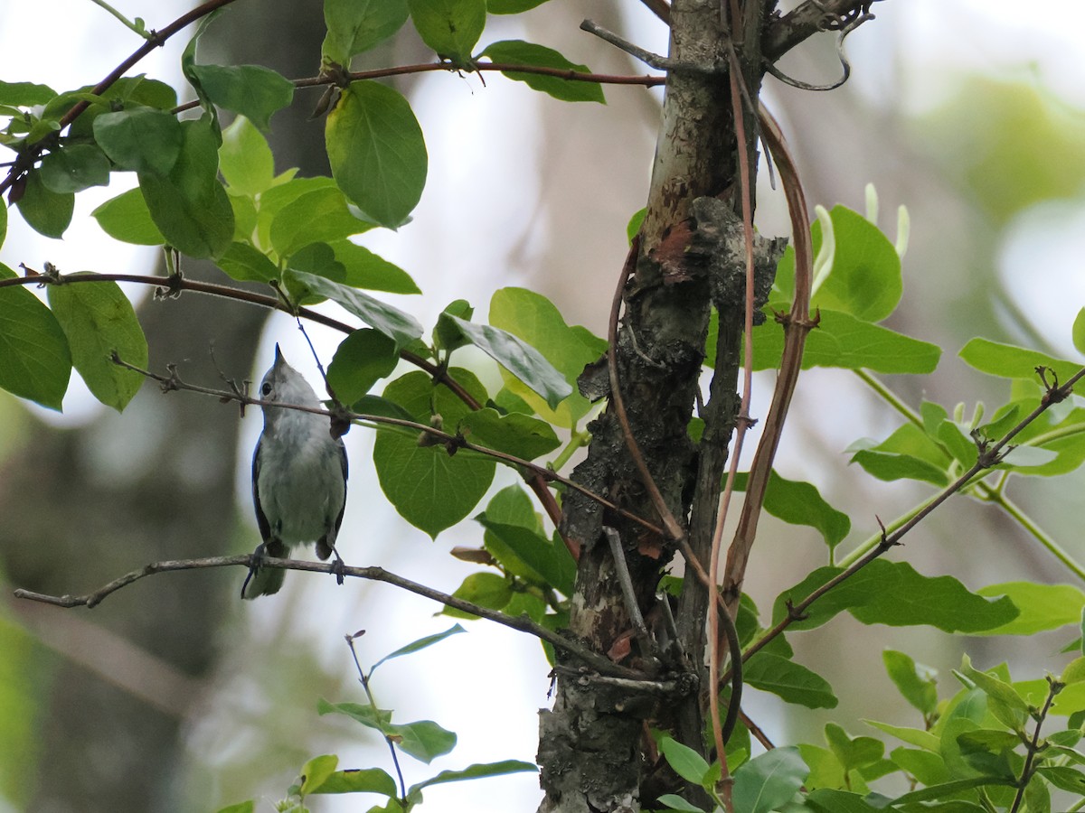 Blue-gray Gnatcatcher - ML620771582