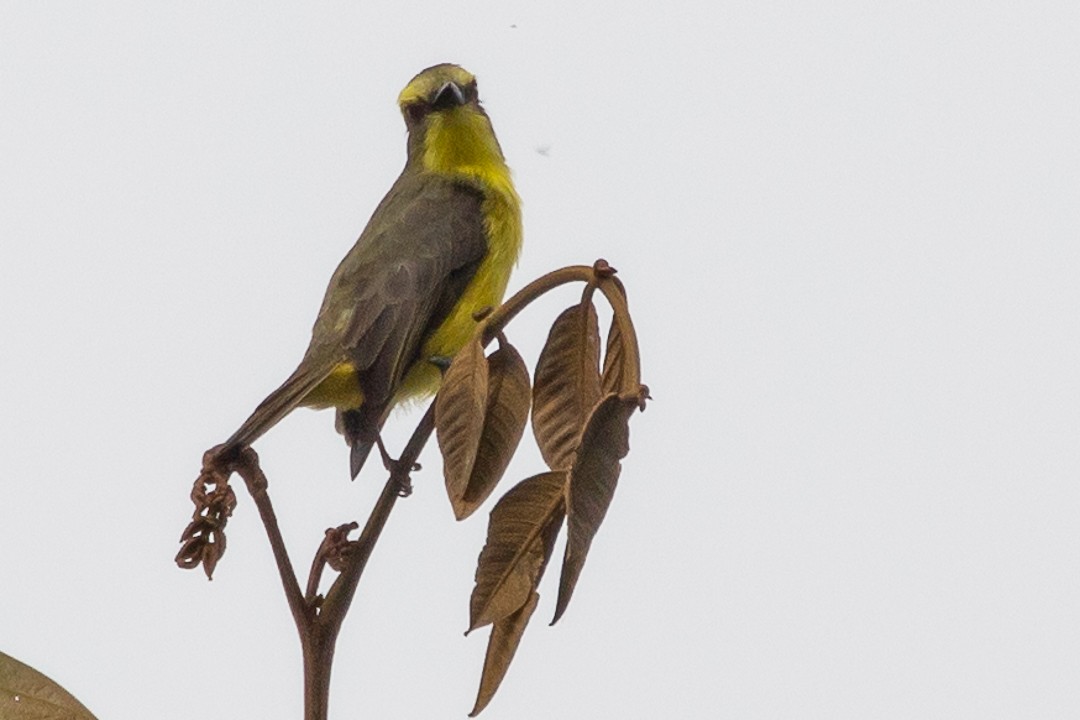 Lemon-browed Flycatcher - ML620771592