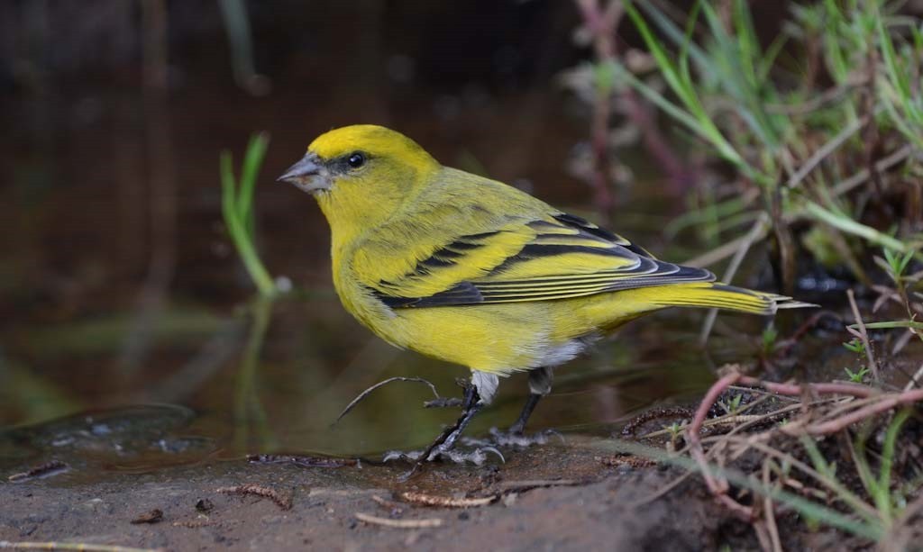 Yellow-crowned Canary - ML620771594