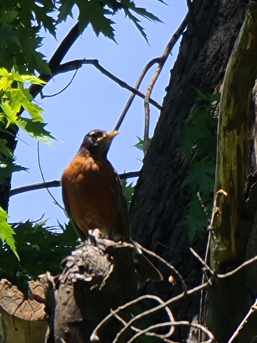 American Robin - ML620771595