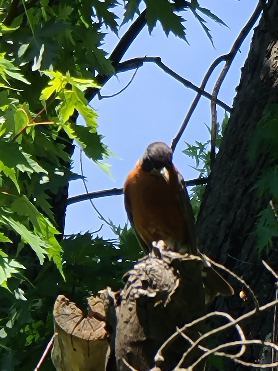 American Robin - ML620771596