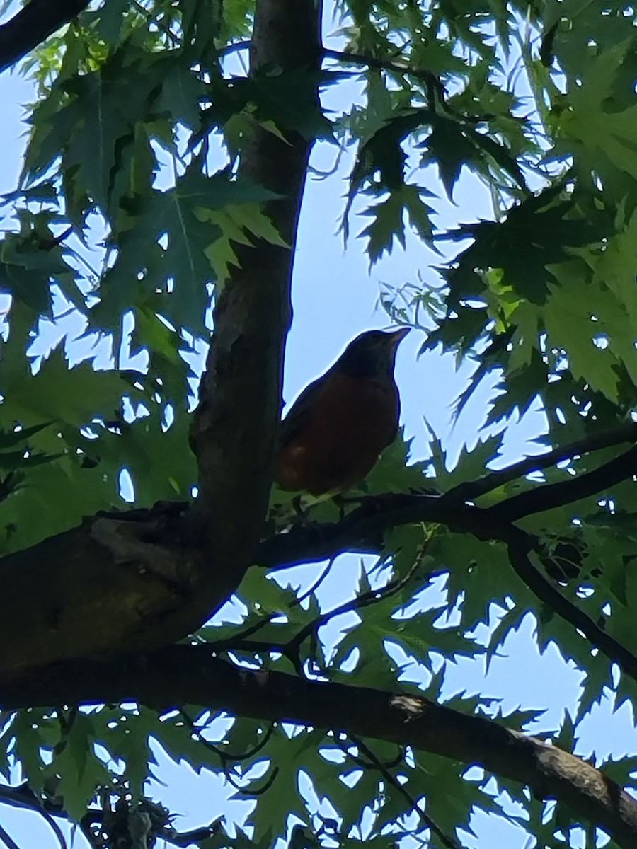 American Robin - ML620771597