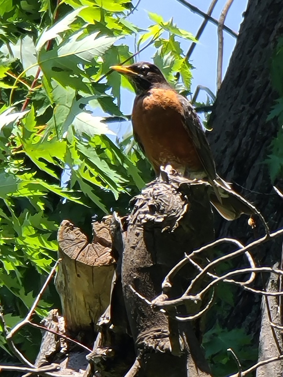 American Robin - ML620771599