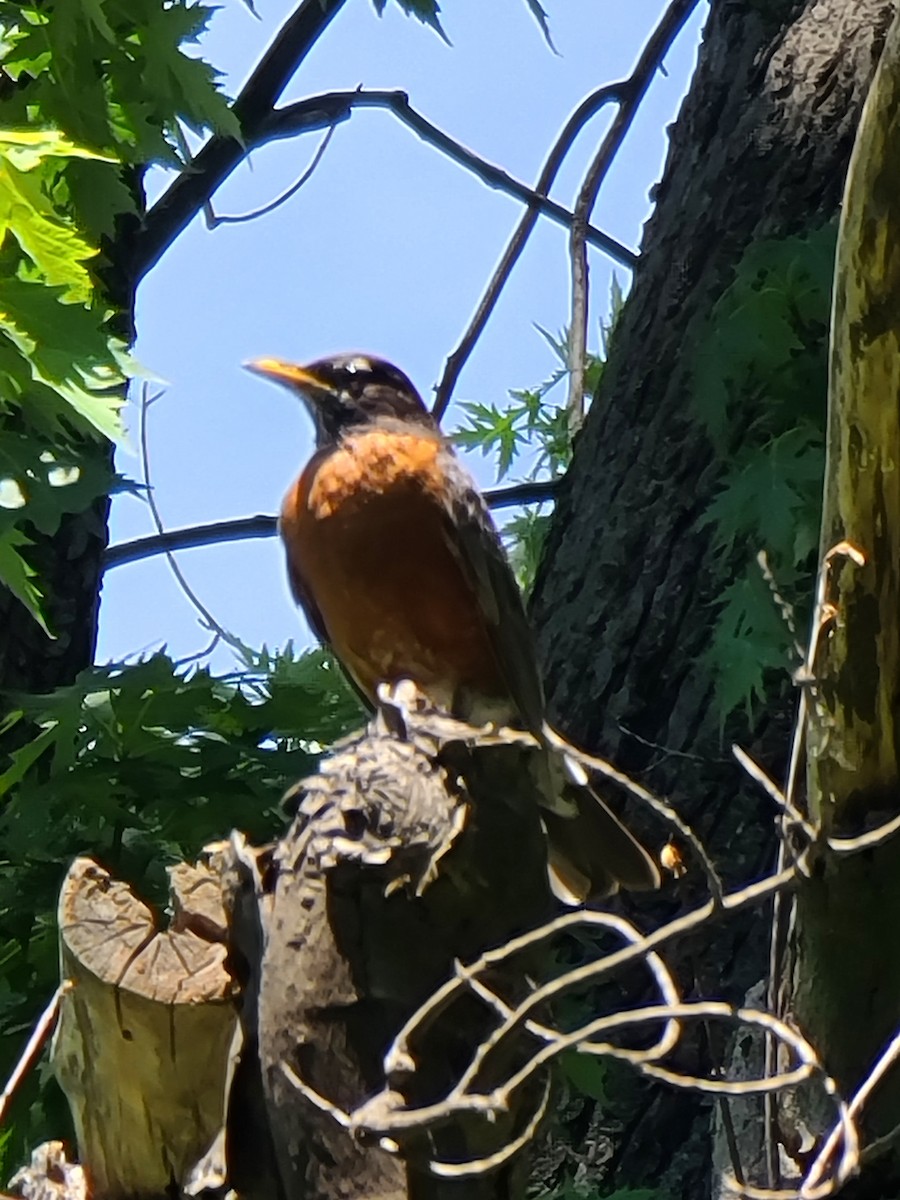 American Robin - Elizabeth Joseph