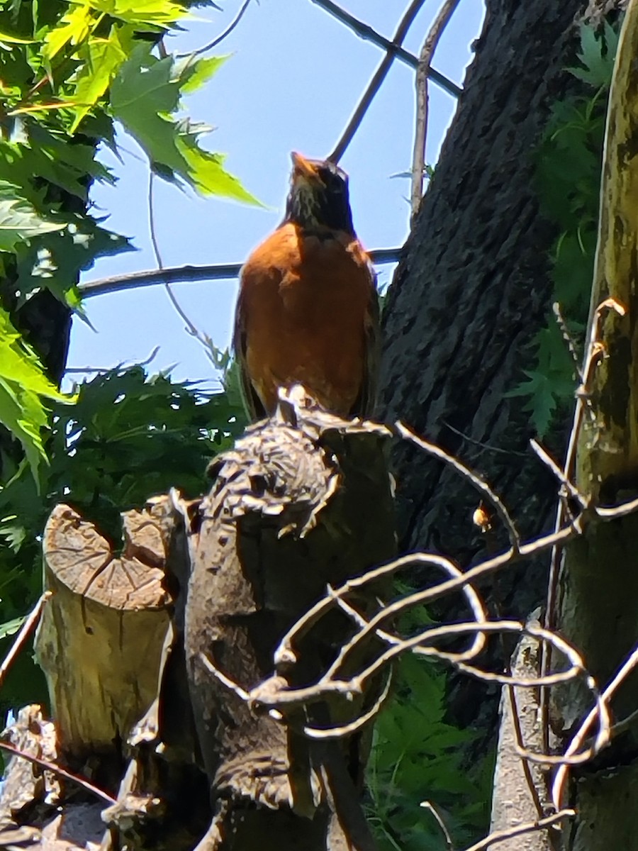 American Robin - ML620771603