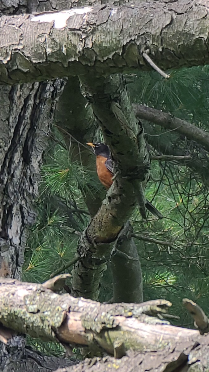 American Robin - ML620771604