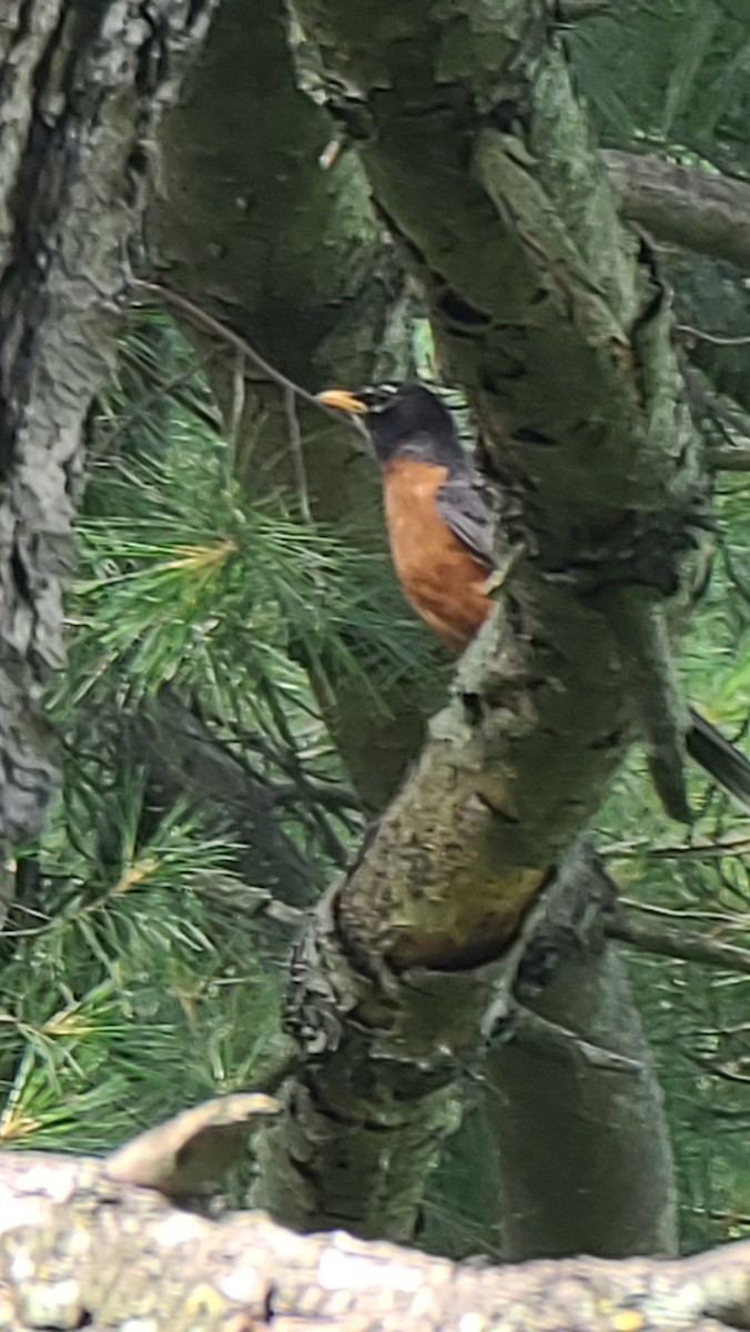 American Robin - ML620771605