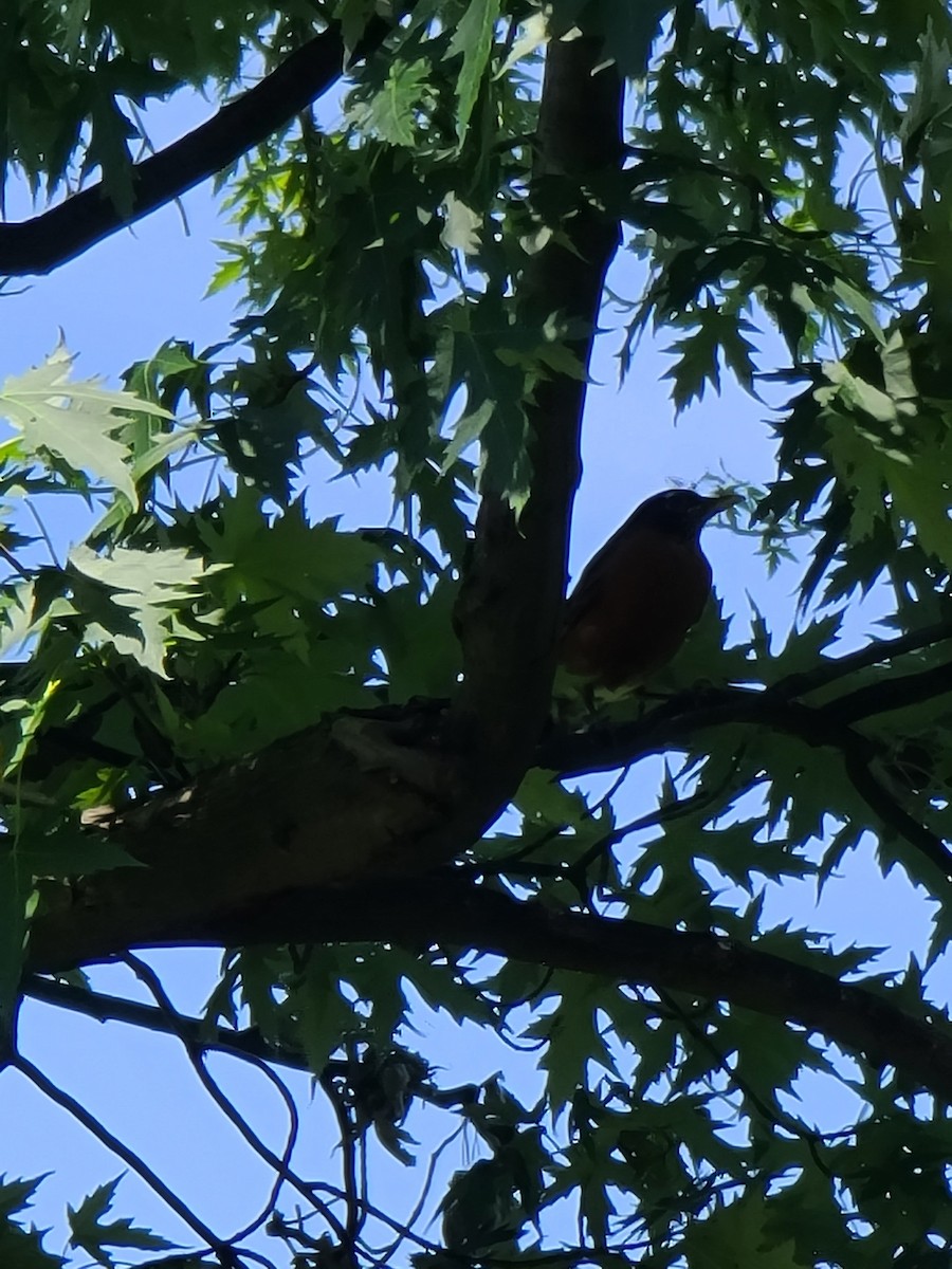 American Robin - ML620771608