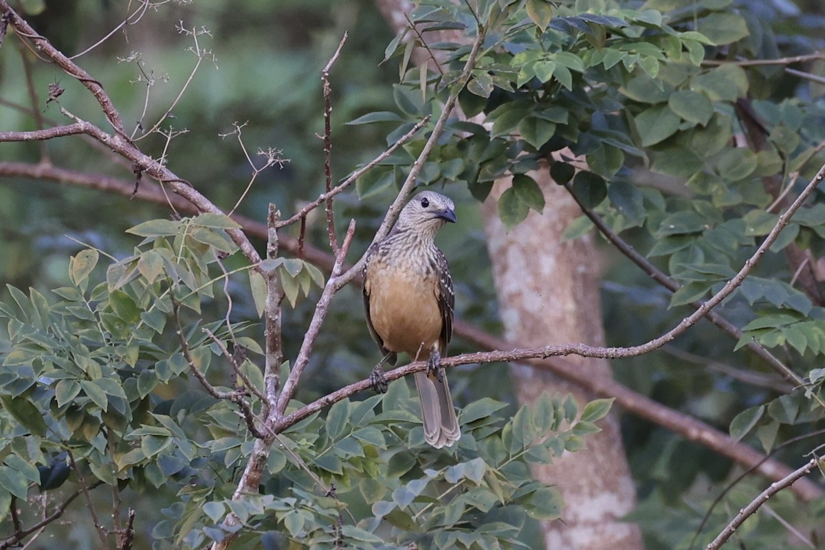 Fawn-breasted Bowerbird - ML620771610