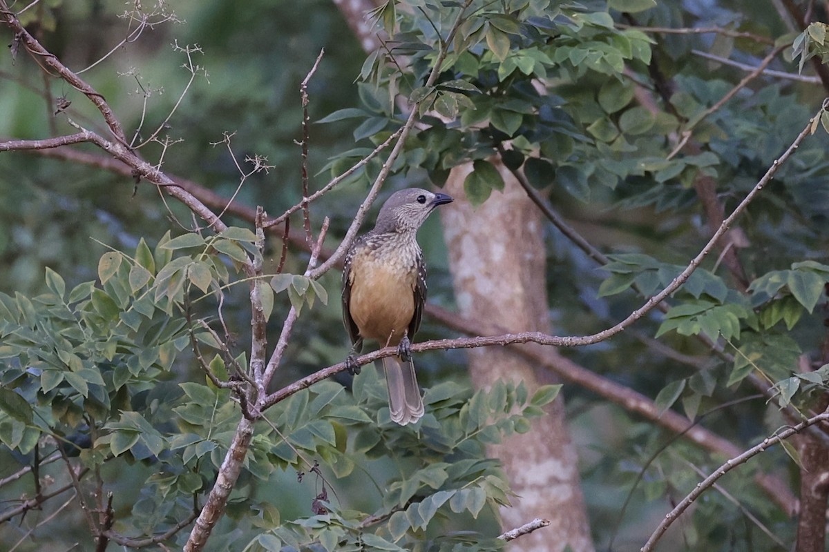 Fawn-breasted Bowerbird - ML620771611