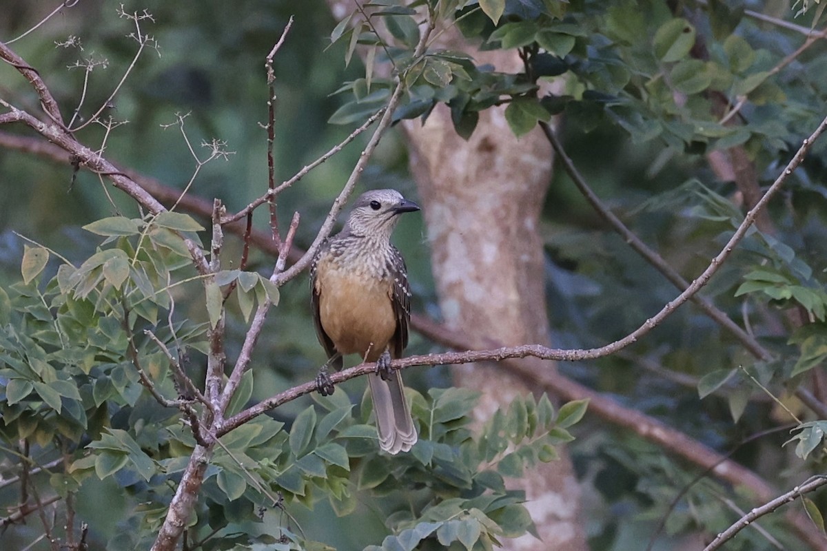 Fawn-breasted Bowerbird - ML620771612