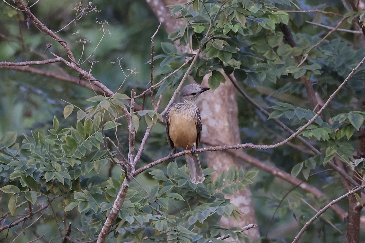 Fawn-breasted Bowerbird - ML620771613