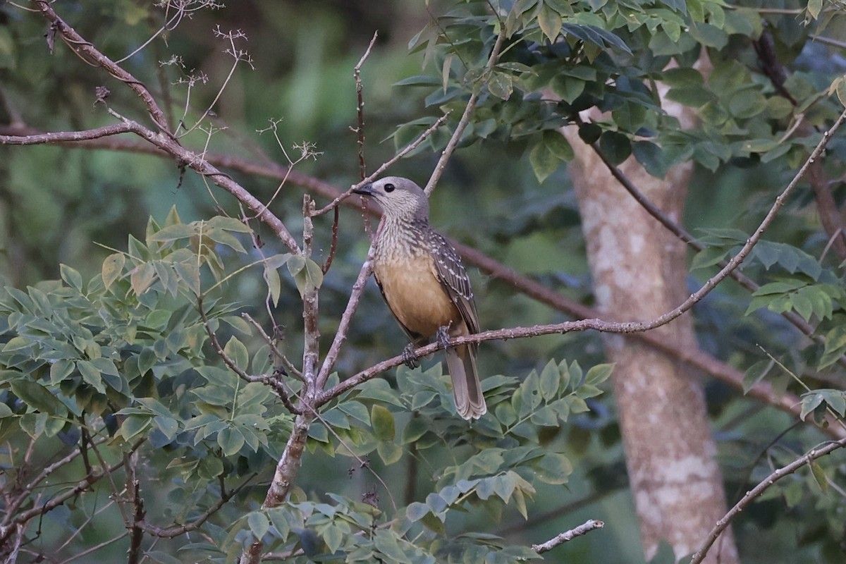 Fawn-breasted Bowerbird - ML620771617