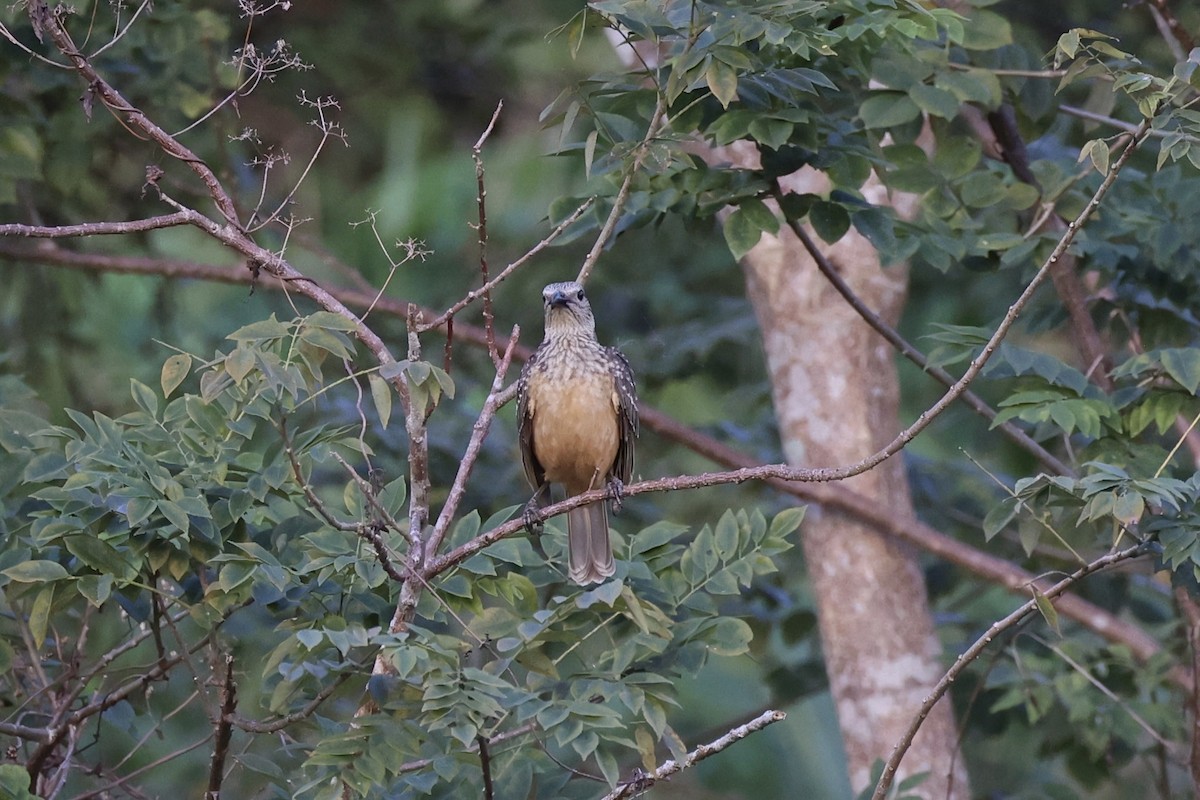 Fawn-breasted Bowerbird - ML620771618