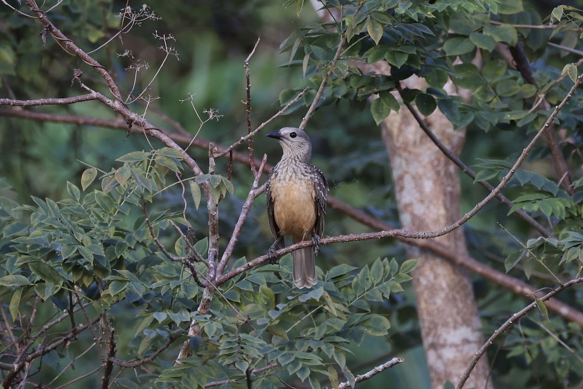 Fawn-breasted Bowerbird - ML620771619