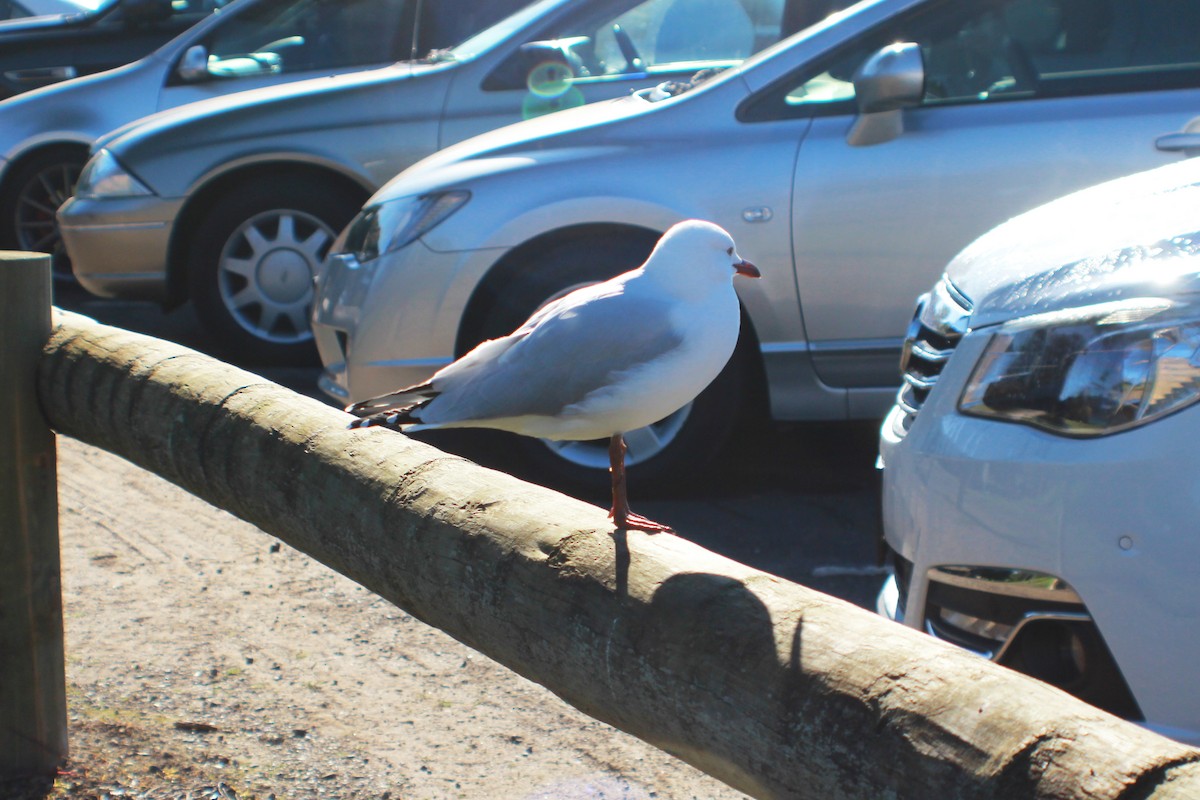 Mouette argentée - ML620771649