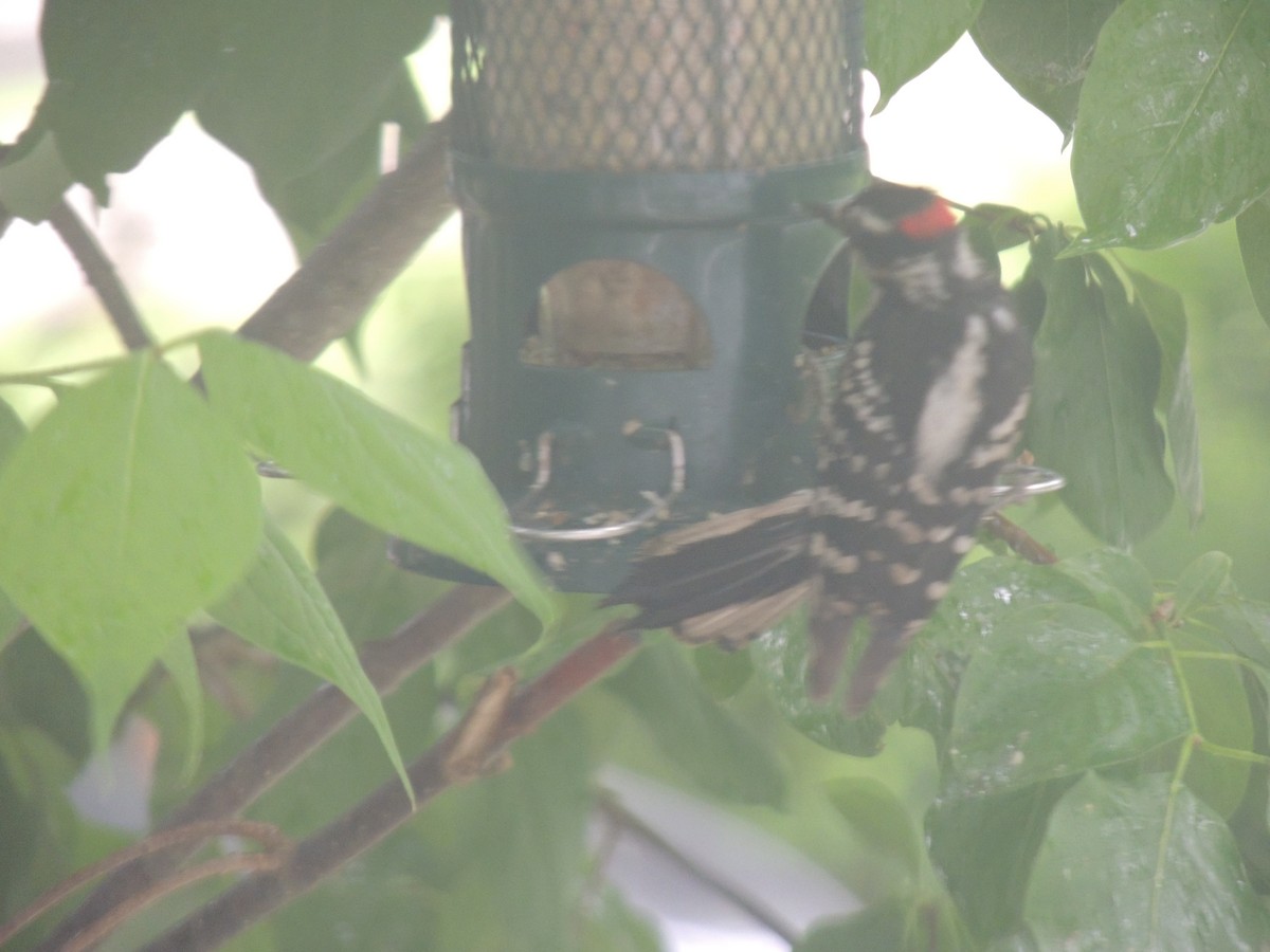 Downy Woodpecker - ML620771650