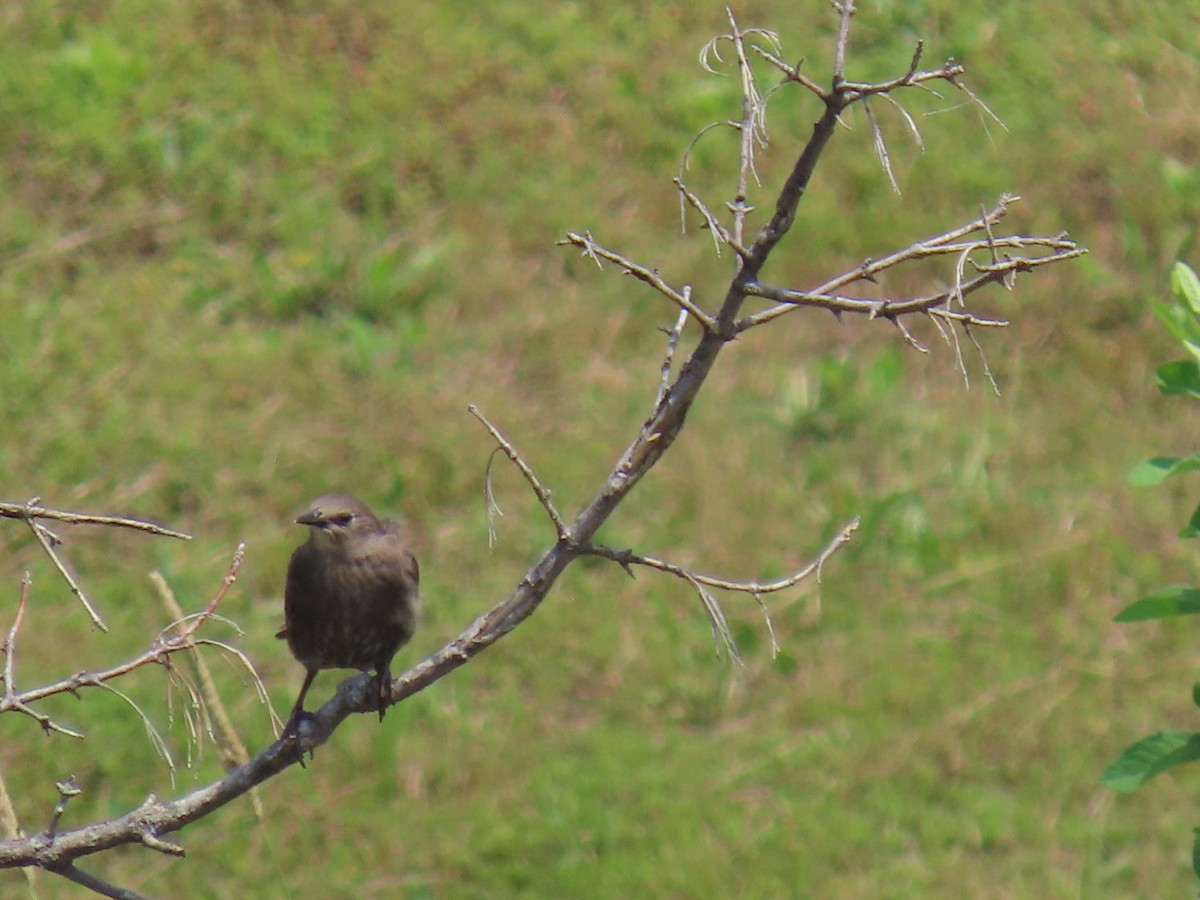 European Starling - ML620771654