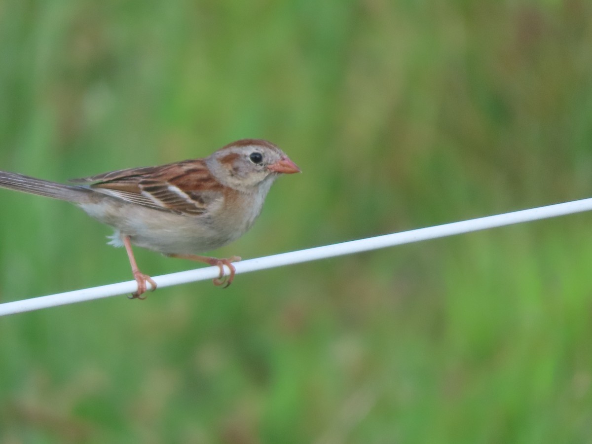 Chipping Sparrow - ML620771660