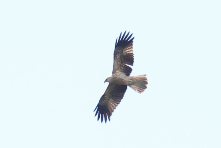 Whistling Kite - ML620771664