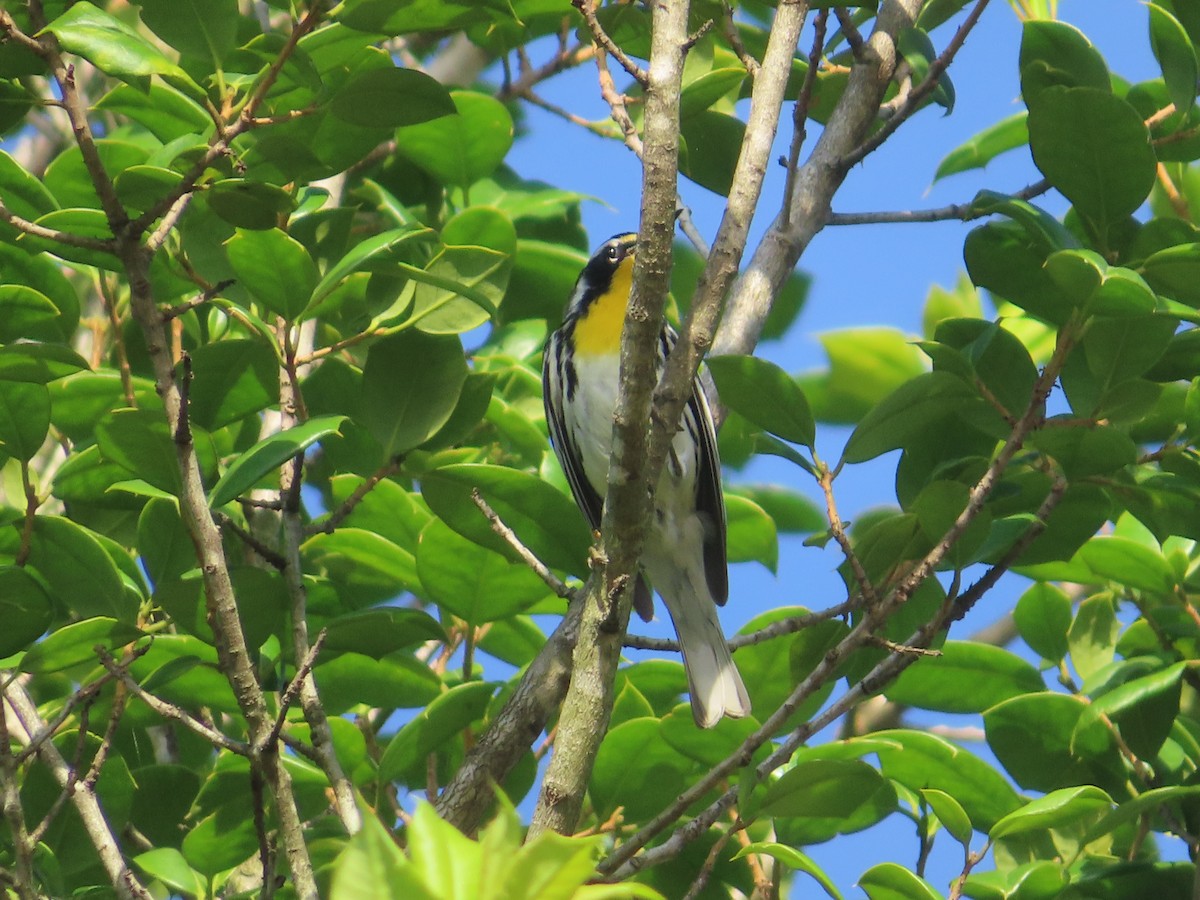 Yellow-throated Warbler - ML620771671