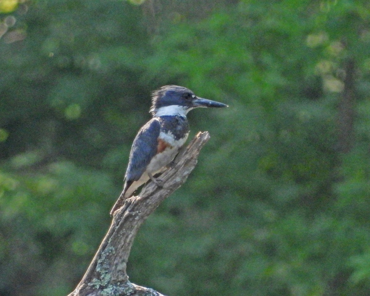 Martin-pêcheur d'Amérique - ML620771673