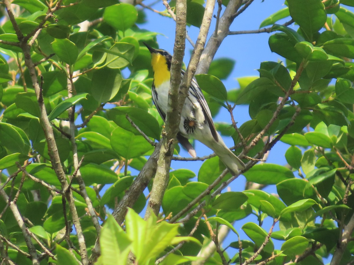 Yellow-throated Warbler - ML620771674