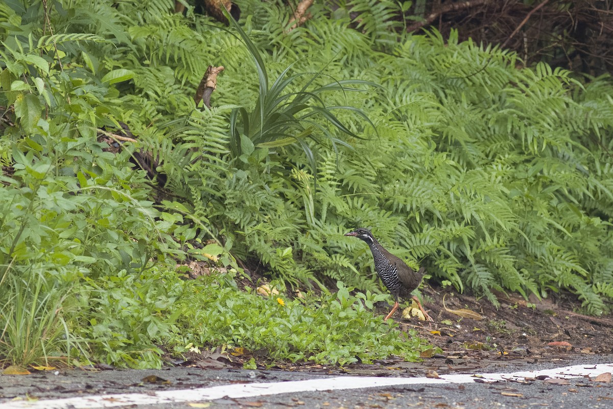 Rascón de Okinawa - ML620771675