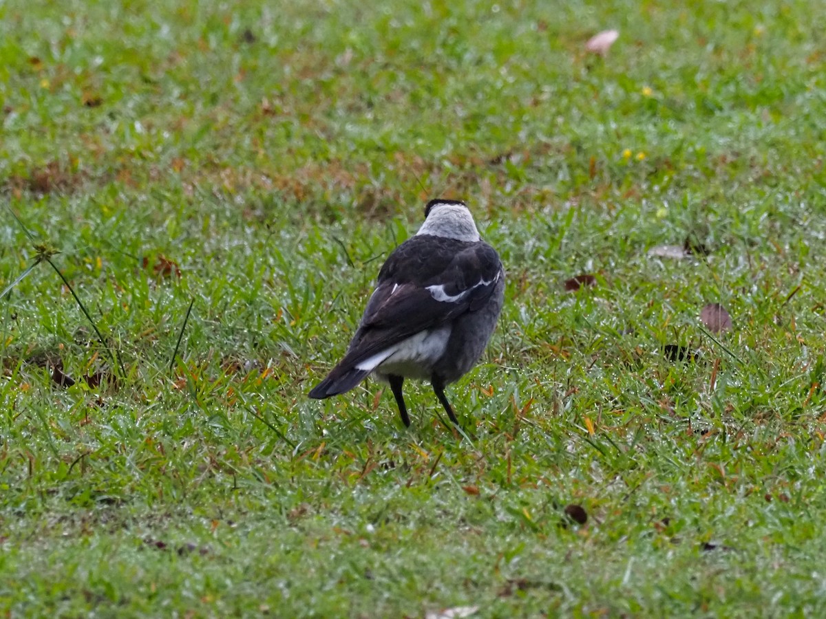 Australian Magpie - ML620771677