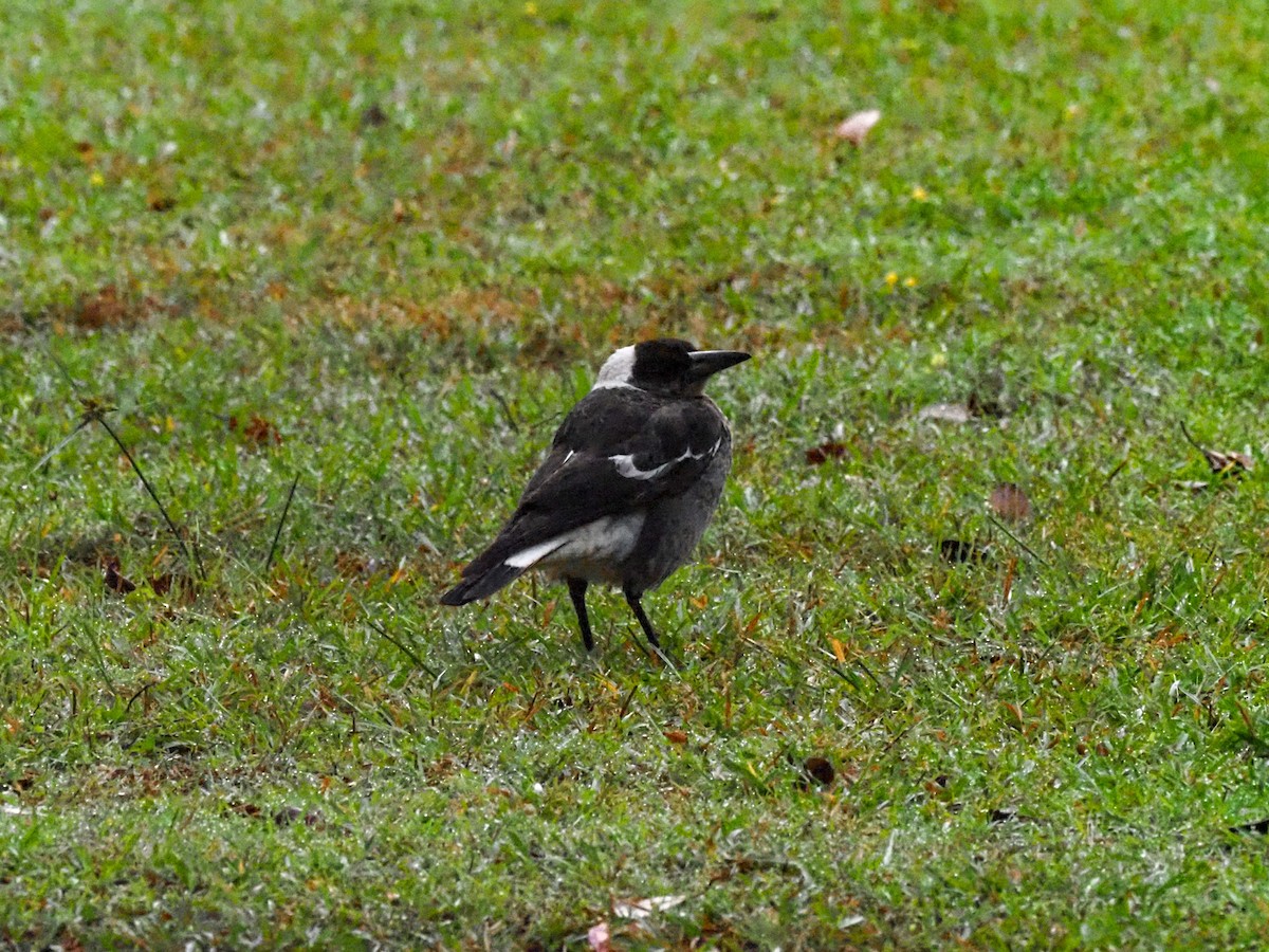 Australian Magpie - ML620771678