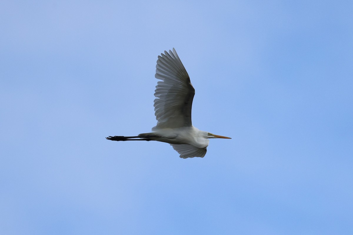 Great Egret - ML620771679