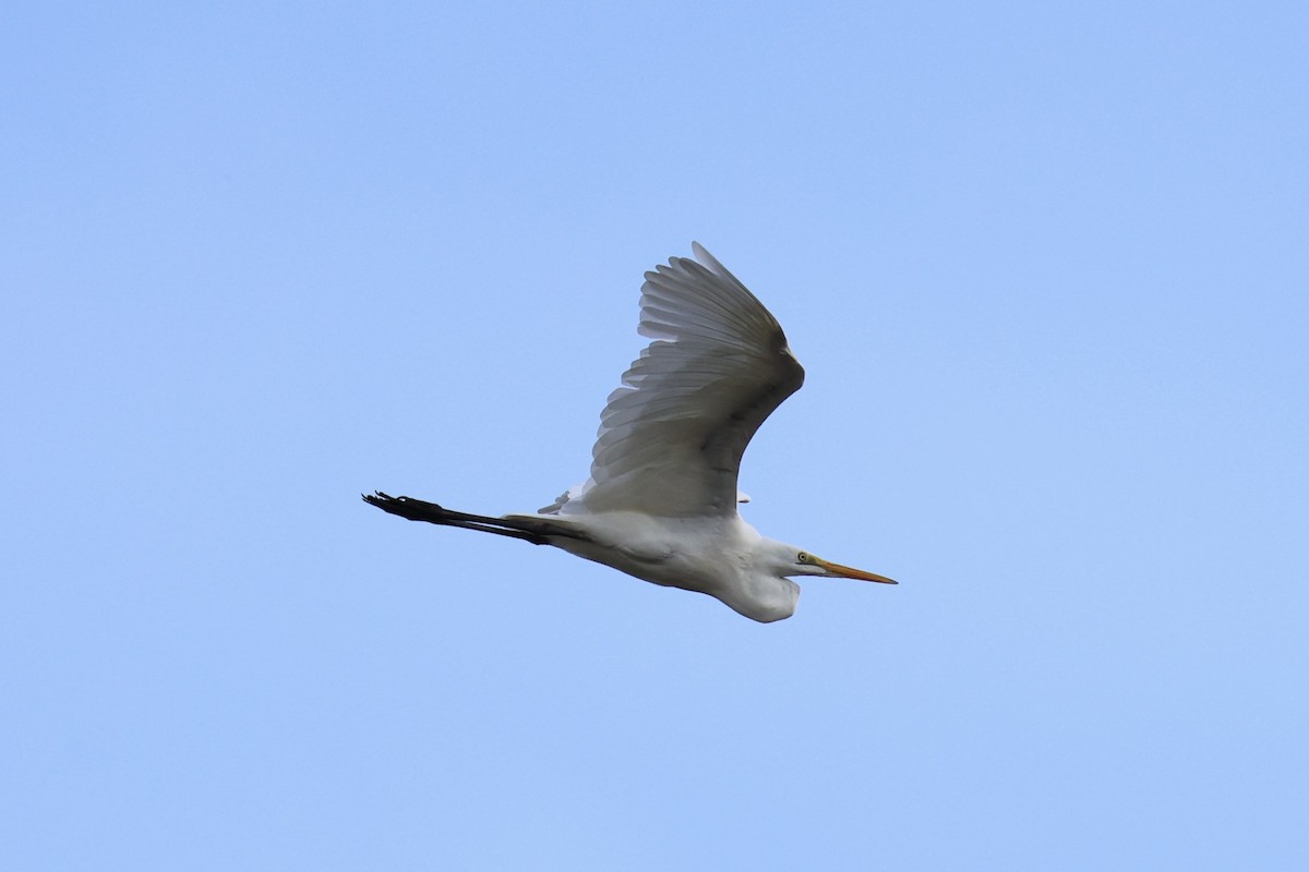 Great Egret - ML620771681