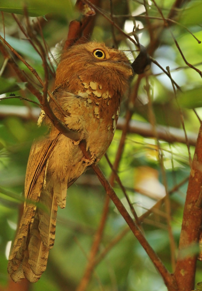 Blyth's Frogmouth - Scott Watson