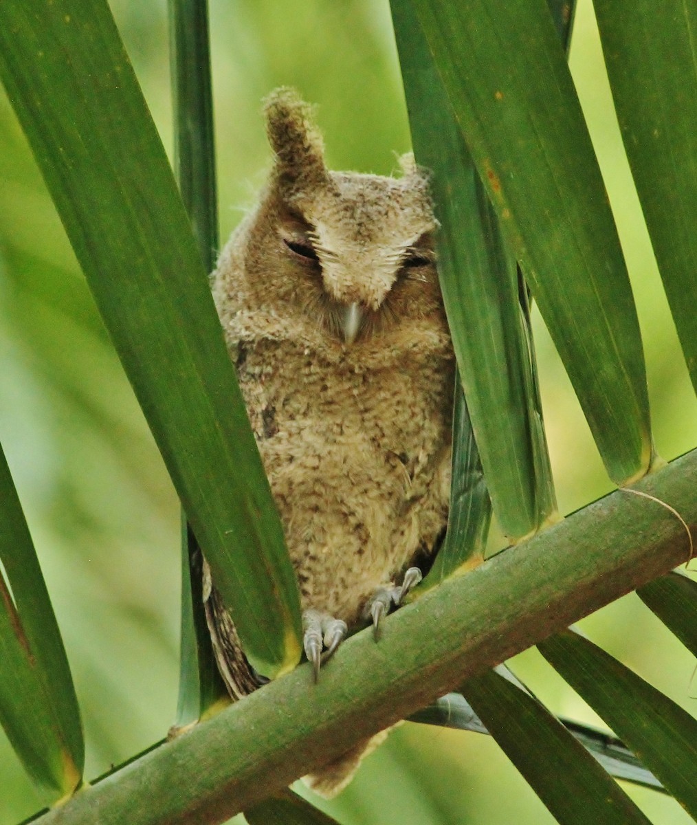 Collared Scops-Owl - ML620771712