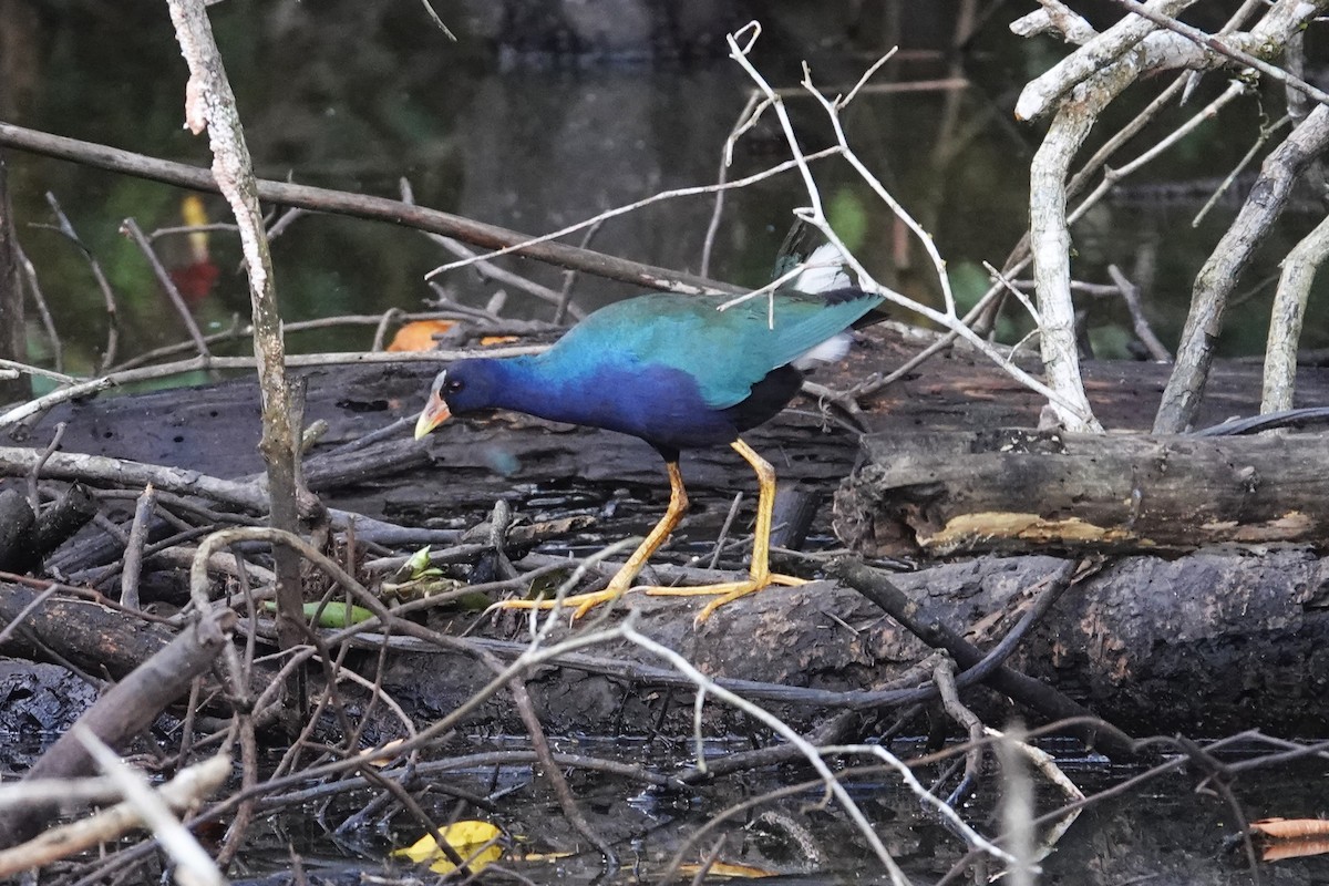 Purple Gallinule - ML620771713