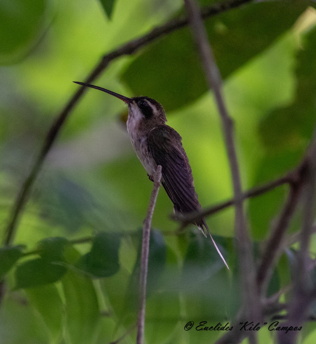 Pale-bellied Hermit - ML620771722